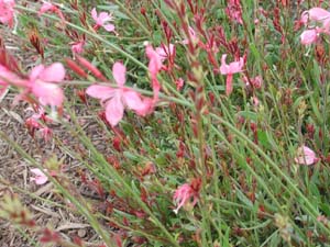 Gaura | Karalee Petite | Pink