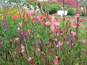 Gaura | Karalee Petite | Pink