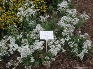 Gypsophila | Festival | Star