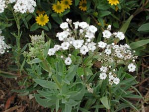 Gypsophila | Festival | Star