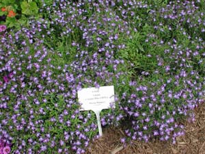 Lobelia | Laguna | Compact Blue w/ Eye