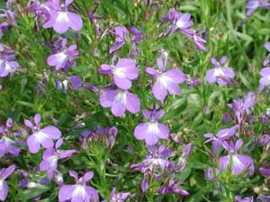 Lobelia | Laguna | Compact Blue w/ Eye