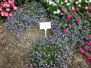 Lobelia | Laguna | Sky Blue