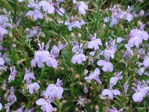 Lobelia | Laguna | Sky Blue