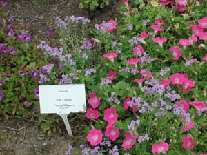 Nemesia | Blue Lagoon