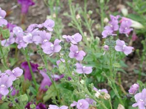 Nemesia | Blue Lagoon