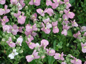 Nemesia | Compact | Pink Innocence