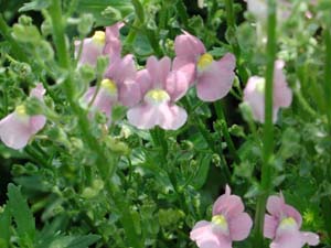 Nemesia | Safari | Pink