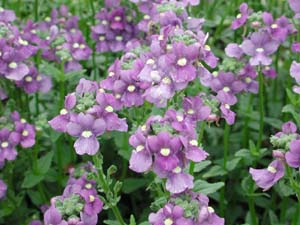 Nemesia | Safari | Plum