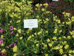 Oenothera | Lemon Drop