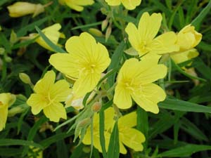 Oenothera | Lemon Drop