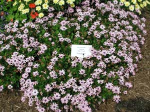 Osteospermum | Soprano | Light Purple