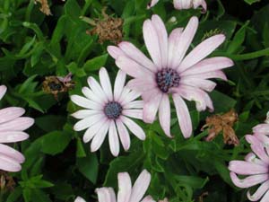 Osteospermum | Soprano | Light Purple