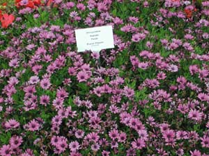 Osteospermum | Soprano | Purple