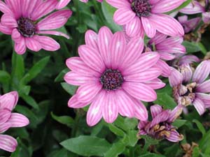 Osteospermum | Soprano | Purple