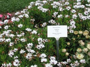 Osteospermum | Soprano | White