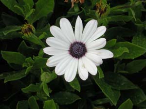 Osteospermum | Soprano | White