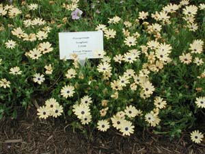 Osteospermum | Symphony | Cream