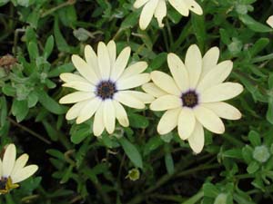 Osteospermum | Symphony | Cream