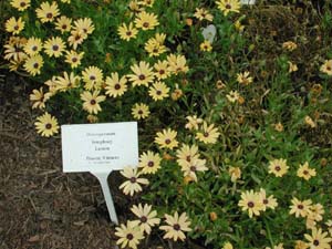 Osteospermum | Symphony | Lemon