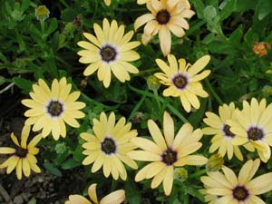 Osteospermum | Symphony | Lemon