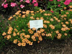 Osteospermum | Symphony | Orange