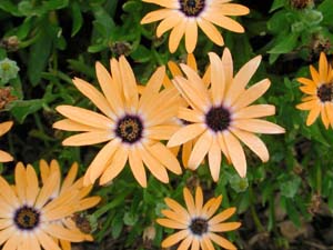 Osteospermum | Symphony | Orange