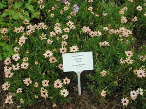 Osteospermum | Symphony | Peach