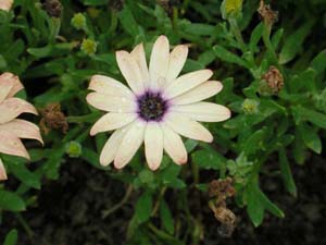 Osteospermum | Symphony | Peach