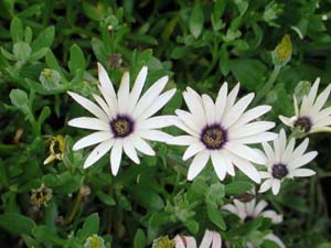 Osteospermum | Symphony | Vanilla