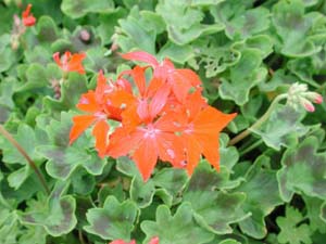 Pelargonium | Fireworks Collection | Scarlet