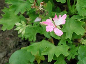 Pelargonium | Fireworks Collection | Pink Bicolor