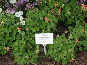 Pelargonium | Fireworks Collection | Red and White Bicolor