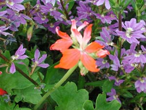 Pelargonium | Fireworks Collection | Red and White Bicolor