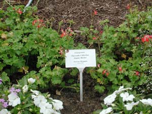 Pelargonium | Fireworks Collection | Cherry Bicolor