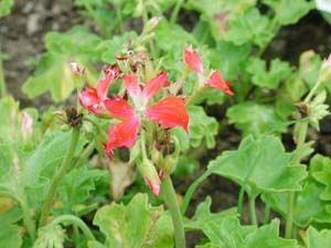 Pelargonium | Fireworks Collection | Cherry Bicolor