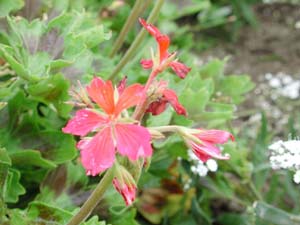 Pelargonium | Fireworks Collection | Cherry