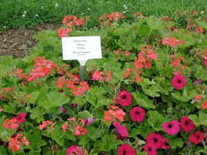 Pelargonium | Illusion | Orange