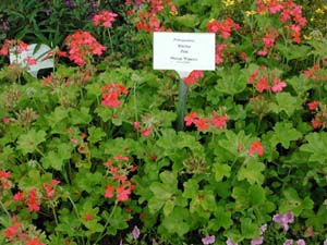 Pelargonium | Illusion | Pink