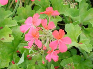 Pelargonium | Illusion | Pink