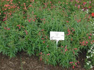 Penstemon | Lilliput | Pink