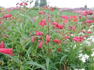 Penstemon | Lilliput | Pink