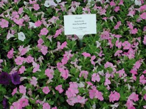 Petunia | Supertunia | Mini Pastel Pink