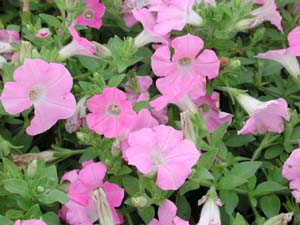 Petunia | Supertunia | Mini Pastel Pink