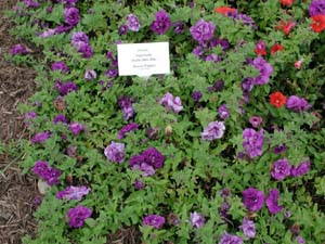 Petunia | Supertunia | Double Dark Blue