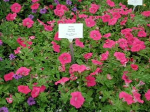 Petunia | Supertunia | Giant Pink