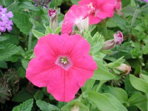 Petunia | Supertunia | Giant Pink