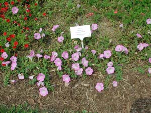 Petunia | Supertunia | Lavender Morn
