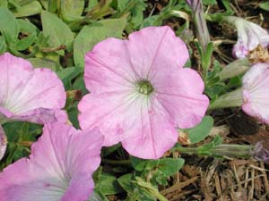 Petunia | Supertunia | Lavender Morn
