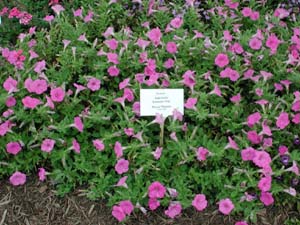 Petunia | Supertunia | Lavender Pink